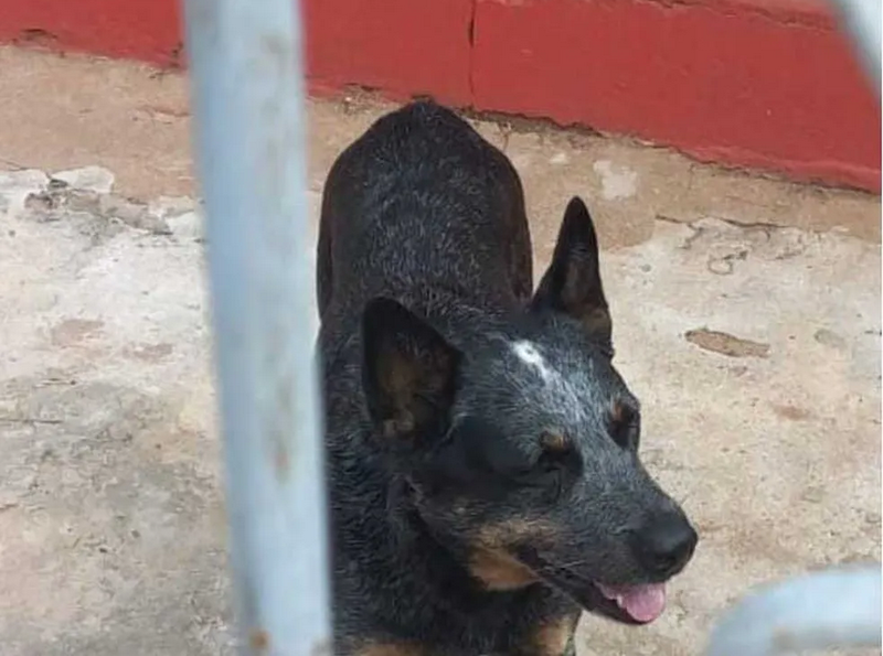 Vizinho furta cachorro avaliado em R$ 2 mil em cidade da região