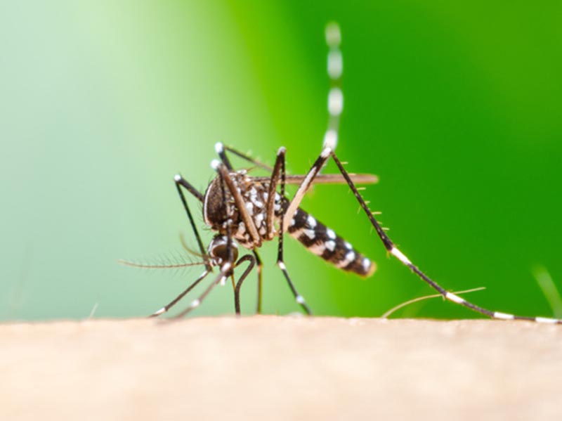 Após caso positivo, Paraguaçu realiza ação de bloqueio contra chikungunya