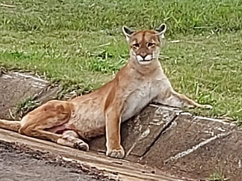 Onça-parda é resgatada após atropelamento na Rodovia Raposo Tavares, em Rancharia