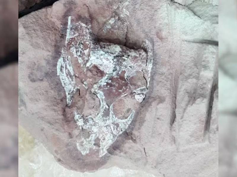 Paleontólogo encontra fóssil de crocodilo pré-histórico durante escavações em Marília