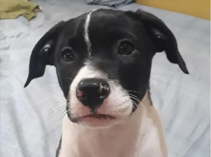 Cachorrinha desaparece no bairro Lina Leuzzi