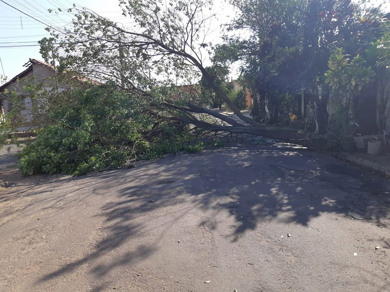 Assis registra queda de árvores em bairros após ventania