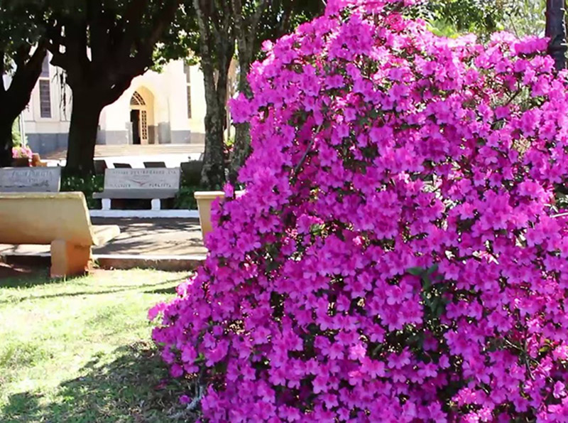 Primavera, a estação das flores, começa com vento e friozinho em Paraguaçu