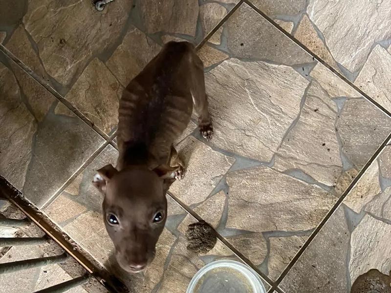 Filhote de pitbull é resgatado em estado de desnutrição e infestado de carrapato em imóvel em Gália