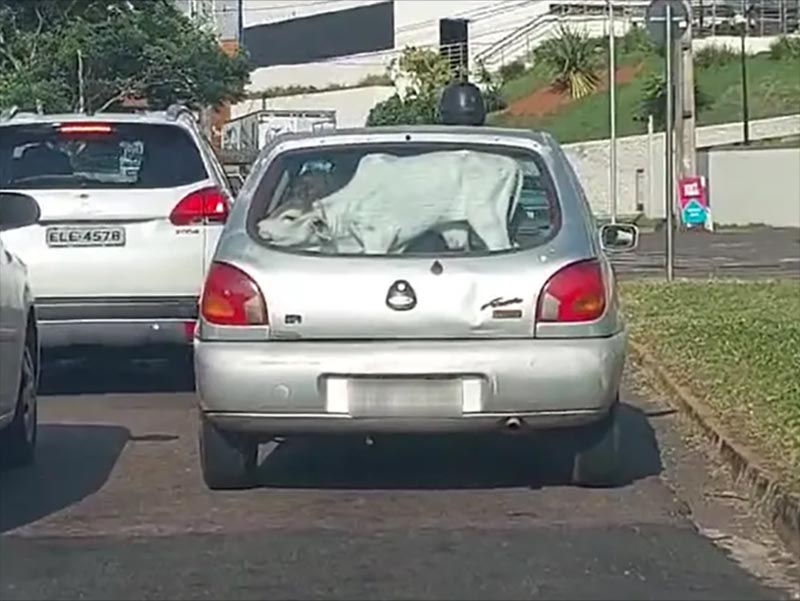 Condutor é flagrado transportando bezerro no porta-malas de um veículo em Presidente Prudente