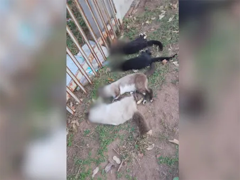Gatos são encontrados mortos com sinais de envenenamento em condomínio de ranchos no interior de SP