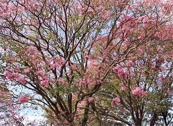 Florada no Jardim das Cerejeiras encanta os paraguaçuenses