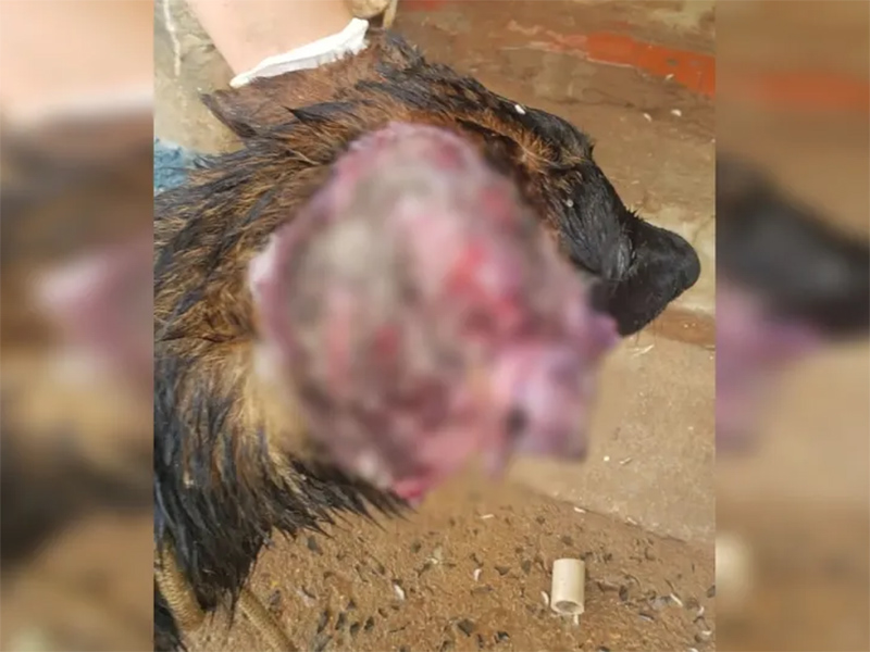 Mulher é presa após cachorro ser resgatado com ferida aberta e necrosada na orelha em Itatinga