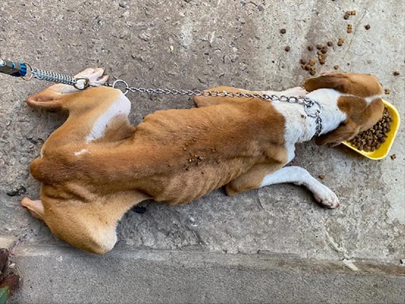 Cadela e filhotes são resgatados em situação de maus-tratos e sem acesso à agua e comida em Marília