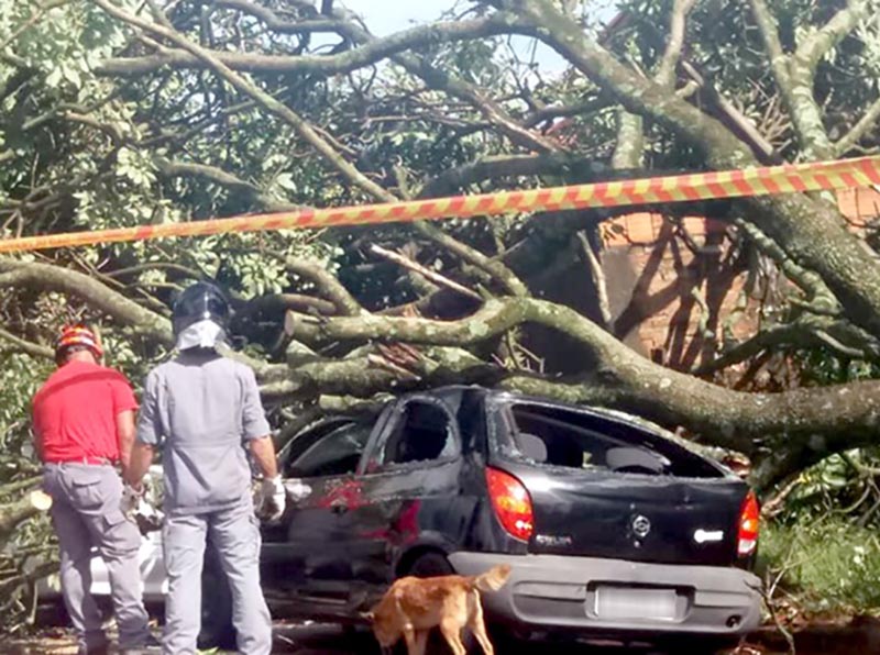 Temporal com ventania derruba árvore em cima de veículo em Paraguaçu