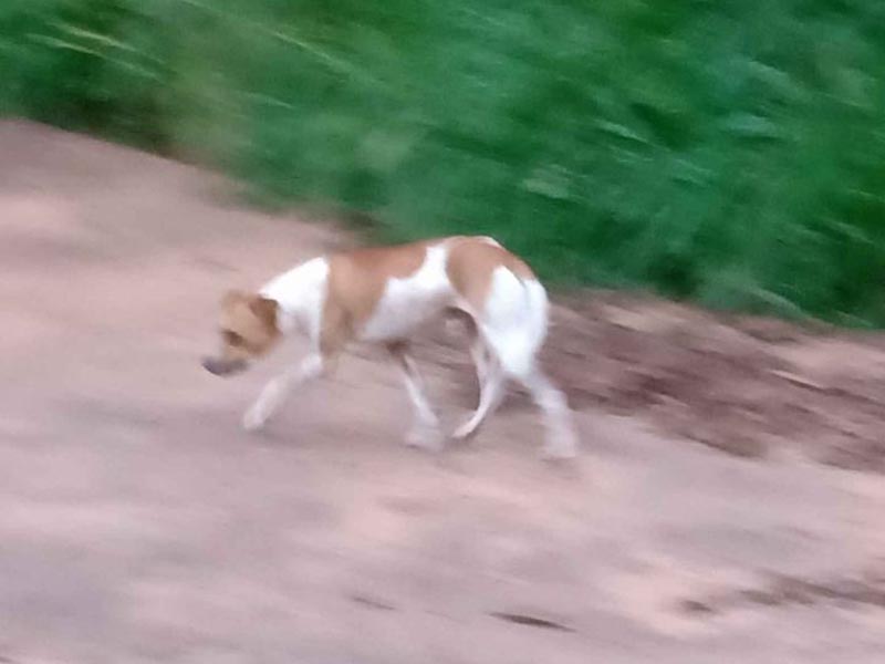 Homem abandona cachorro no distrito de Sapezal e volta buscar após denúncia em rede social