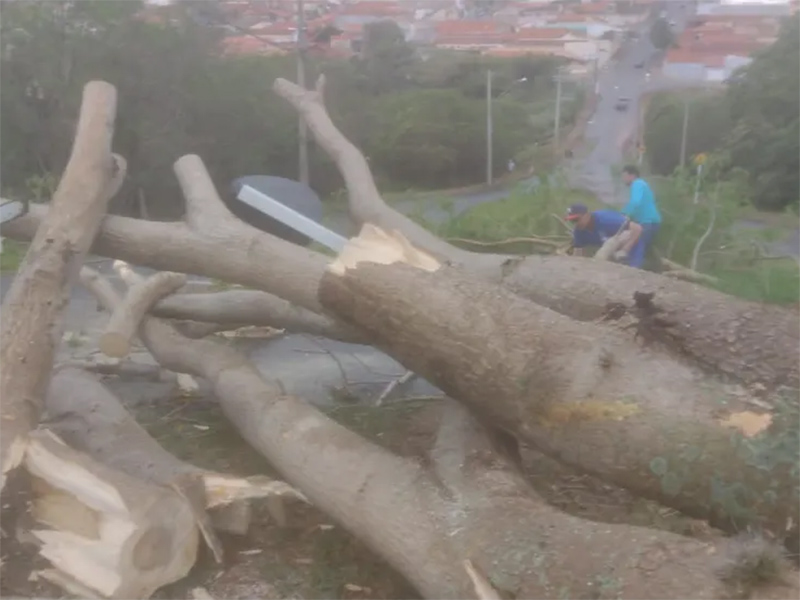 Tempestade derruba árvores e causa estragos em Botucatu