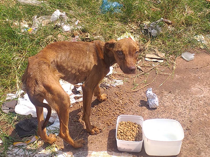 Paraguaçuense encontra cachorrinha em situação de extremo maus tratos