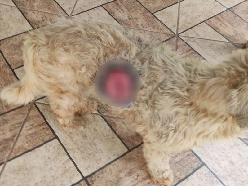 Morador de Regente Feijó leva multa de R$ 3 mil por maus-tratos a cachorro com ferida no corpo