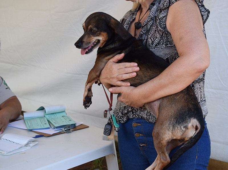 Cadastramento para castração de animais será retomado em março em Paraguaçu