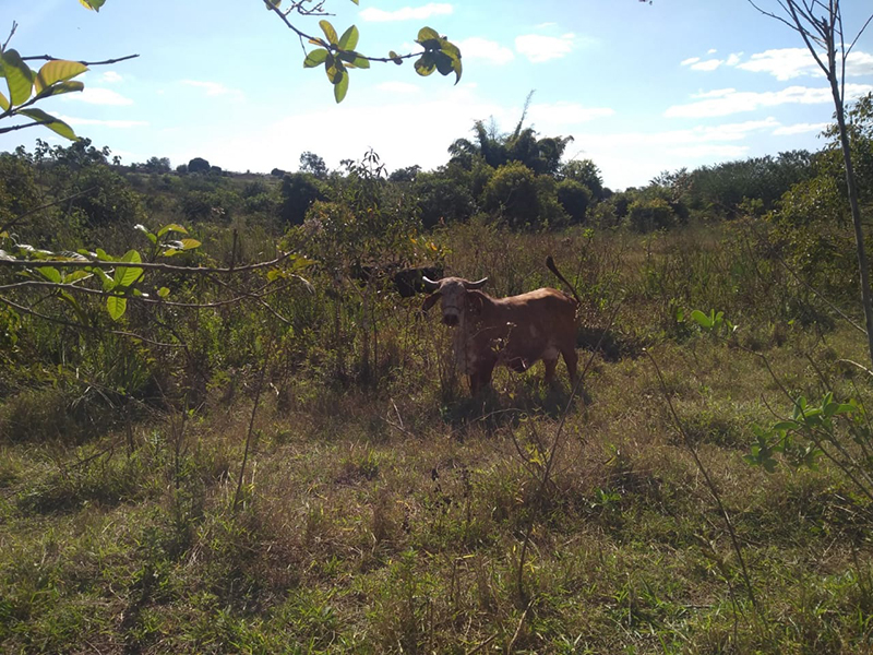 Proprietário rural é multado por pastoreio de gado próximo ao Burrinho, em Paraguaçu