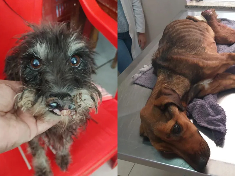 Animais são encontrados em situação de maus-tratos em imóvel precário e cercado de lixo em Assis