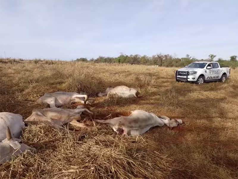 Idoso é multado em R$ 100 mil por maus-tratos e pastoreio irregular de gado em Dracena