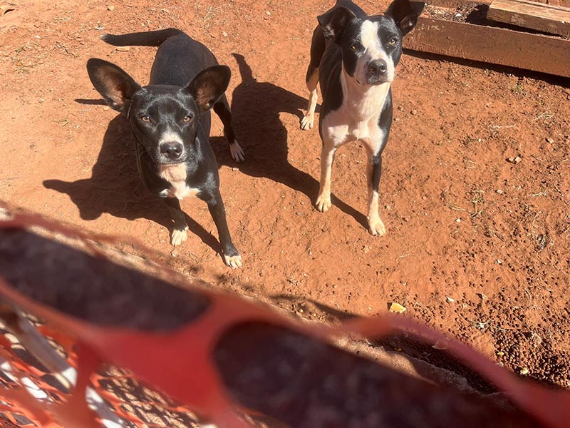 Cachorrinhas que estavam perdidas são devolvidas ao dono