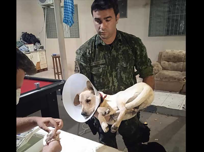 Polícia Ambiental resgata cão que foi castrado em república de estudantes em Presidente Prudente