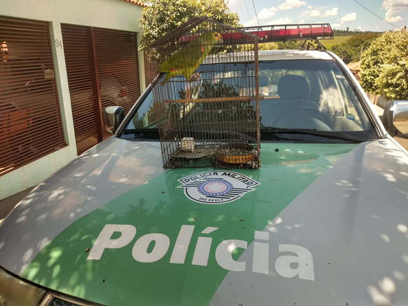 Morador de Borá é advertido pela Polícia Ambiental por manter papagaio em cativeiro