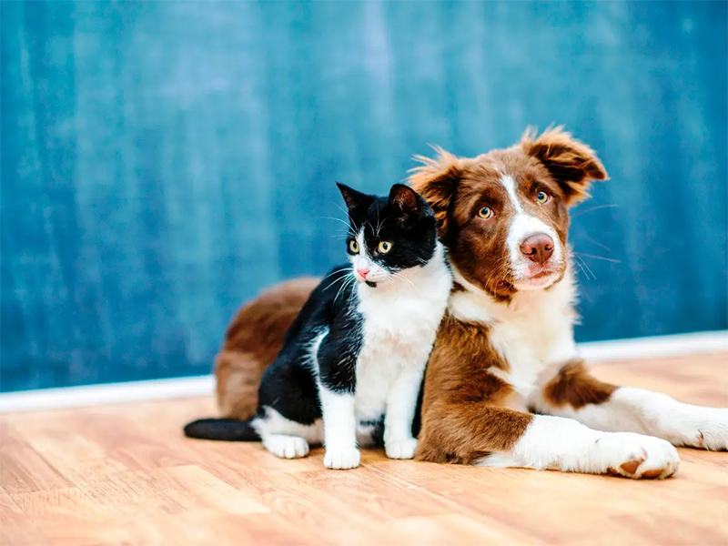 Cães e gatos podem ter vírus da covid-19, mas não transmitem a doença