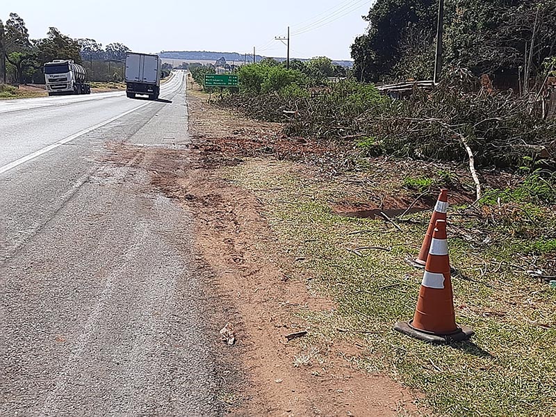 Cavalos são atropelados e mortos às margens de rodovia em Paraguaçu