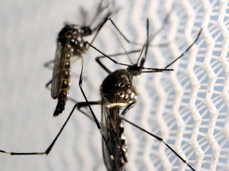 Crianças de até 5 anos morrem mais de dengue, revela pesquisa