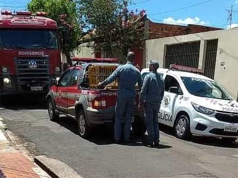 Criança é atacada por pitbull que escapou de casa em Jaú