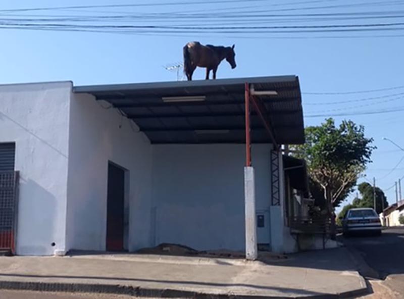 Cavalos sobem em telhado e resgate mobiliza Corpo de Bombeiros em Lins