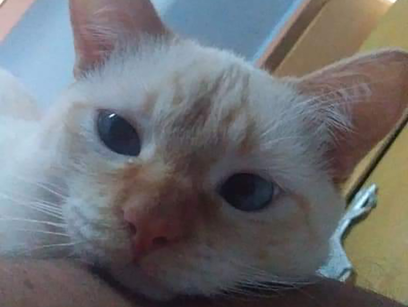 Família procura por gatinho desaparecido em Paraguaçu Paulista